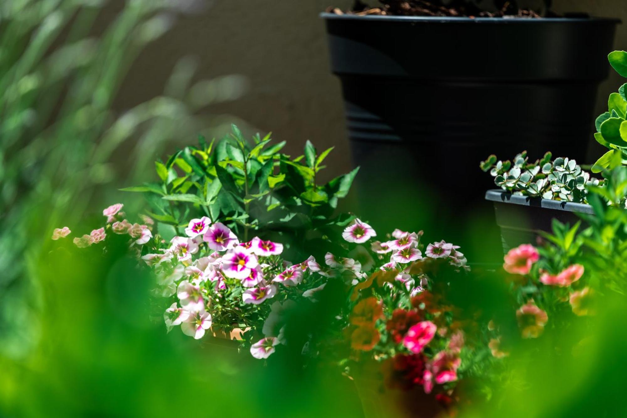 Flower Apartment Хевиз Экстерьер фото