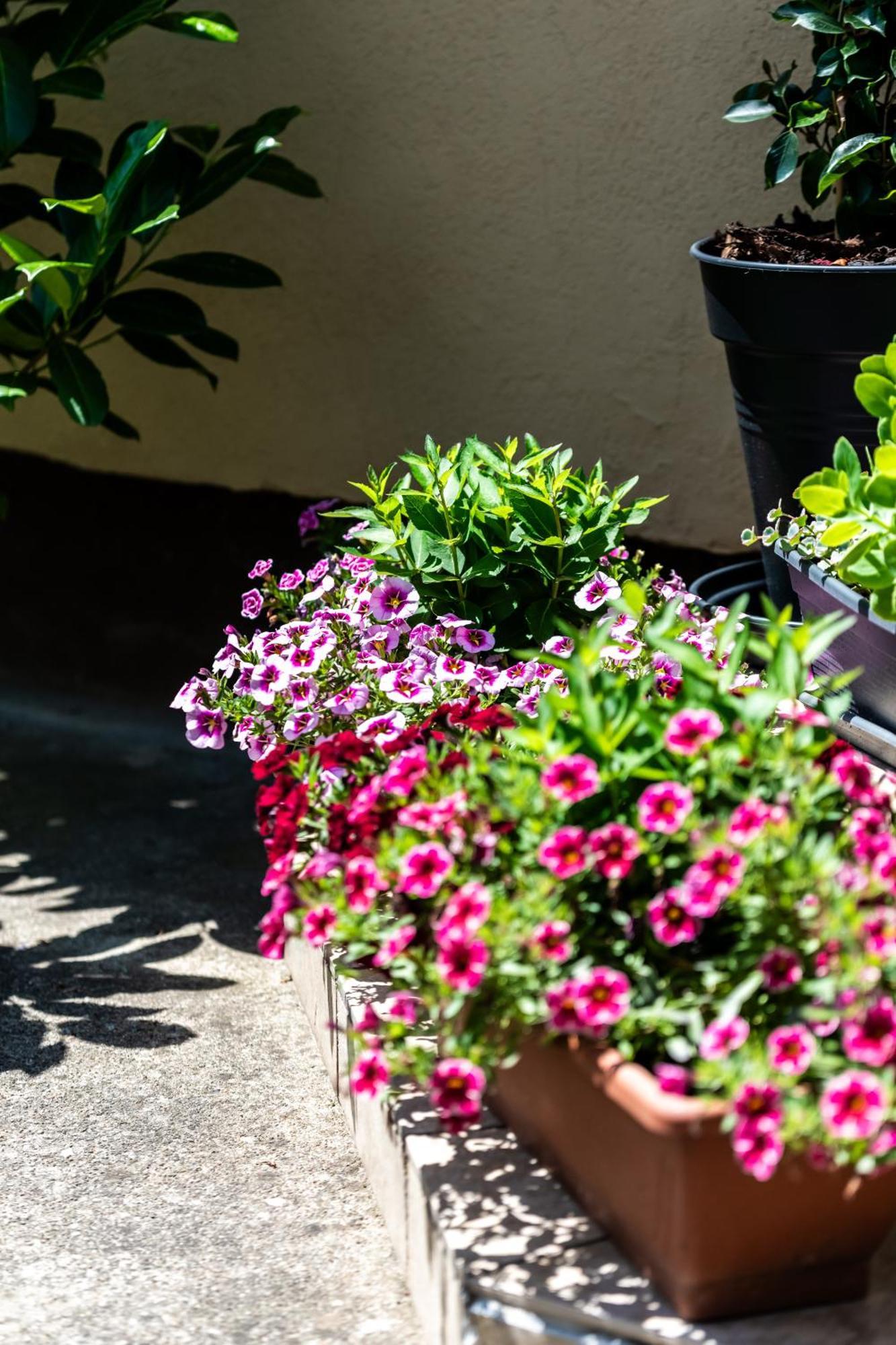 Flower Apartment Хевиз Экстерьер фото